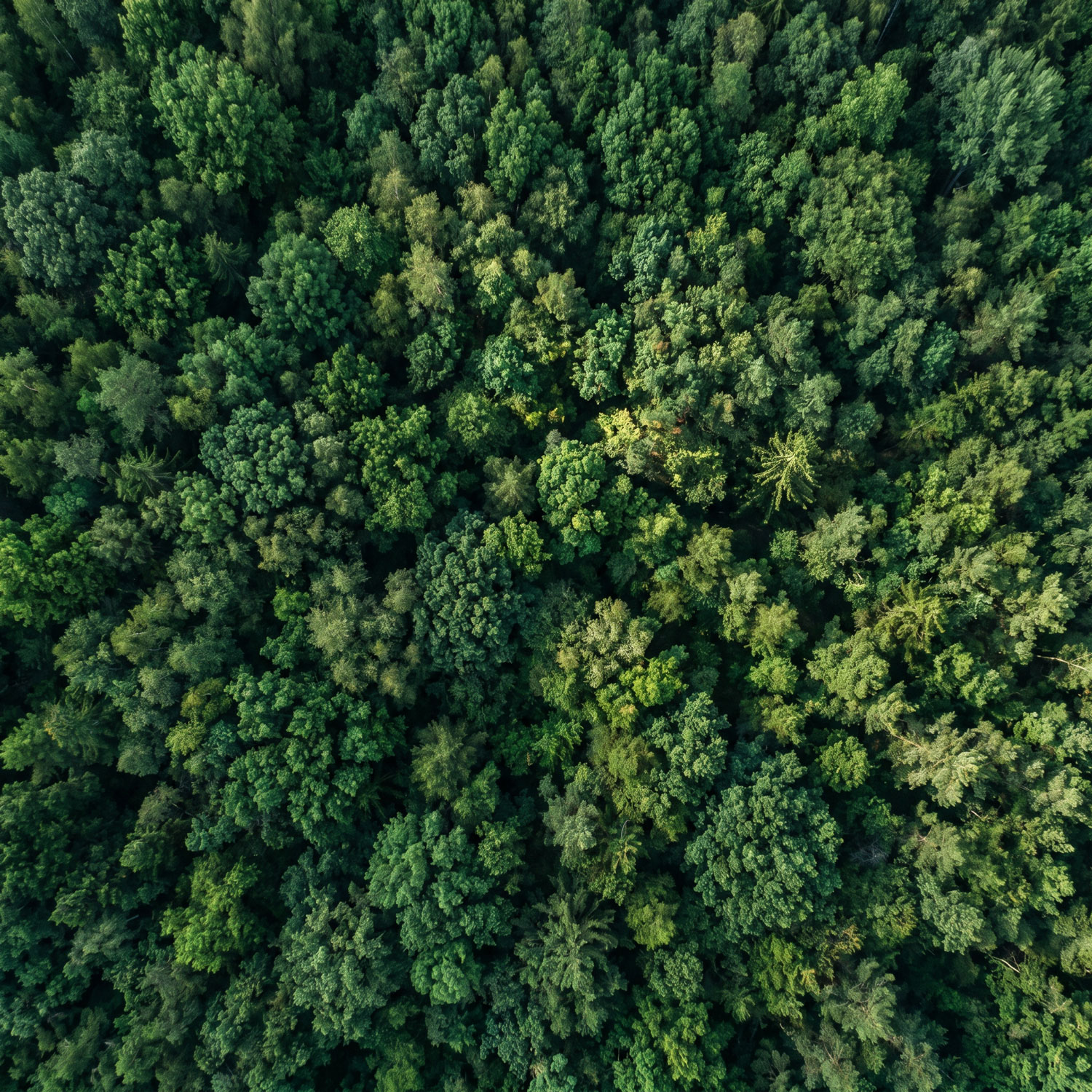 SIA Natural Resources Forest